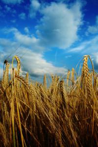 wheatsky